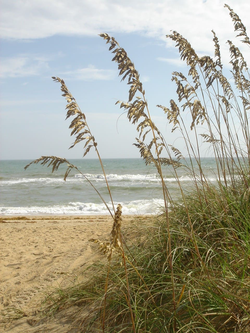 Kitty Hawk Beach and Ocean Sand Dune Protection