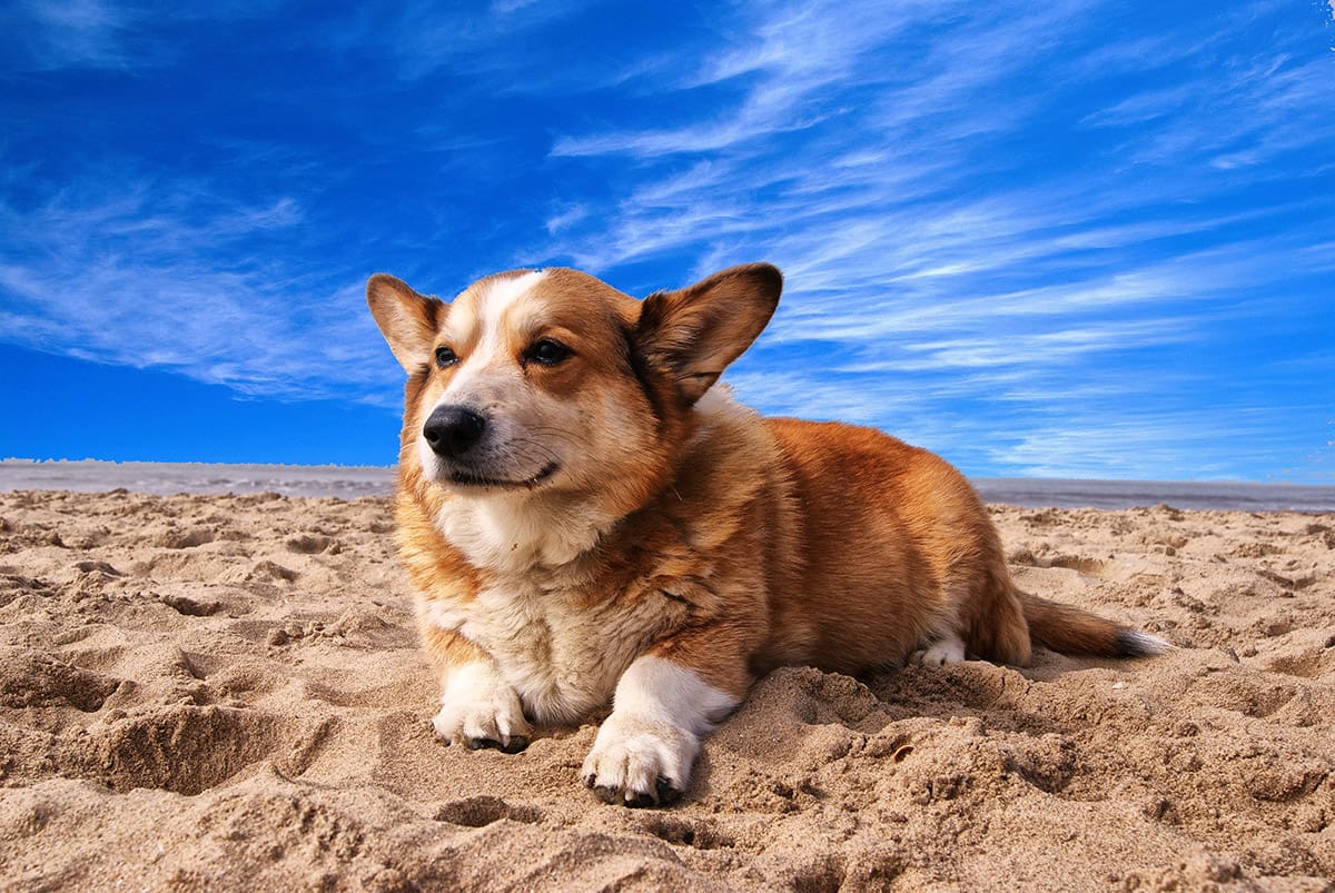 animal-beach-canine-164186 Corgi dog laying on the beach in Kitty Hawk NC