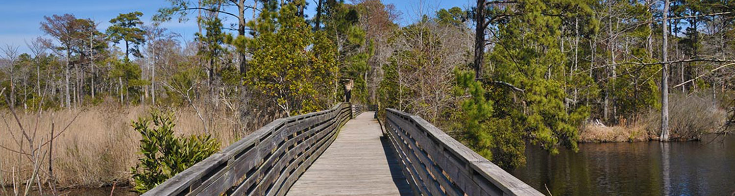 Kity Hawk Woods